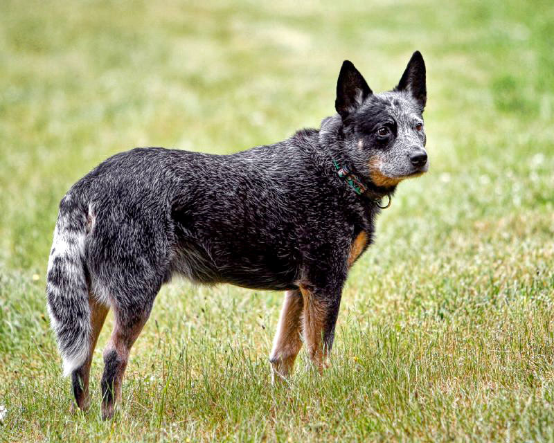 Mental Stimulation and Blue Heeler Lifespan