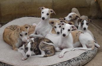 whippets puppies