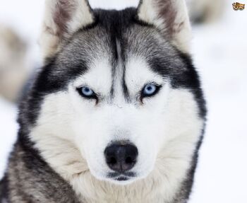 Husky