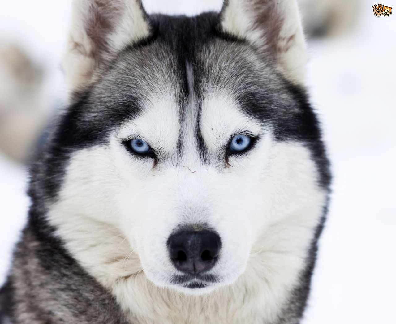 white siberian husky with blue eyes