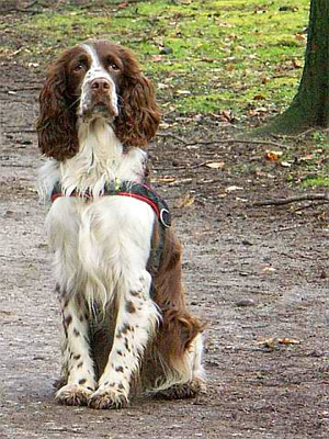 are pont audemer spaniels intelligent dogs