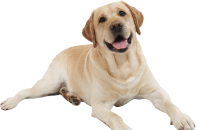 Dogs and Puppies Wiki