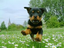 Dogs-dogs-puppy-of-rottweiler-is-flying.jpg
