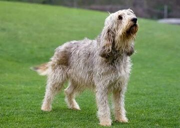 Otterhound dog shop