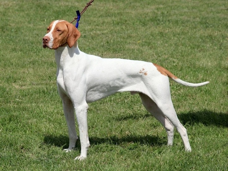 Fila Brasileiro Preço - Wiki Pets