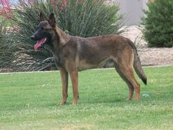 Belgian Shepherd - Wikipedia