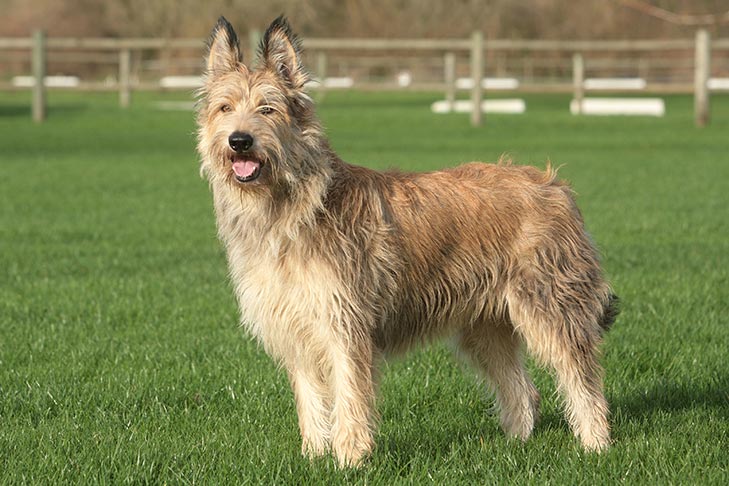 SheKnows Rare dog breeds, Rare dogs, Scruffy dogs