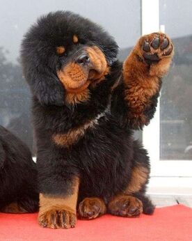 how tall do tibetan mastiffs get