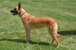 Belgian Shepherd - Wikipedia