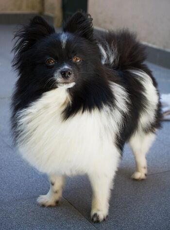 Black papillon pomeranian sales mix