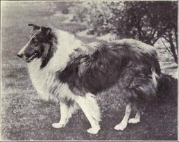 File:Blue Merle Border Collie. Female.jpg - Wikipedia