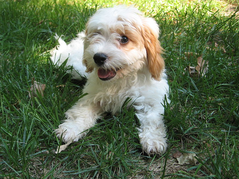 White cavapoo discount
