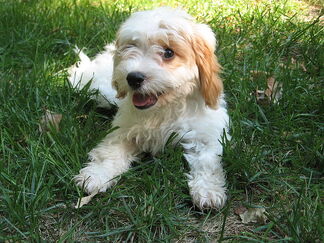 800px-Image-Cavapoo puppy