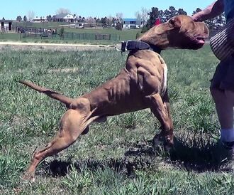 Bandog Bandog Dog