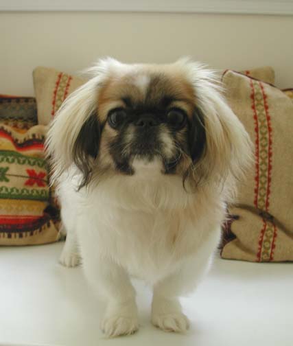 Queen victoria best sale pekingese