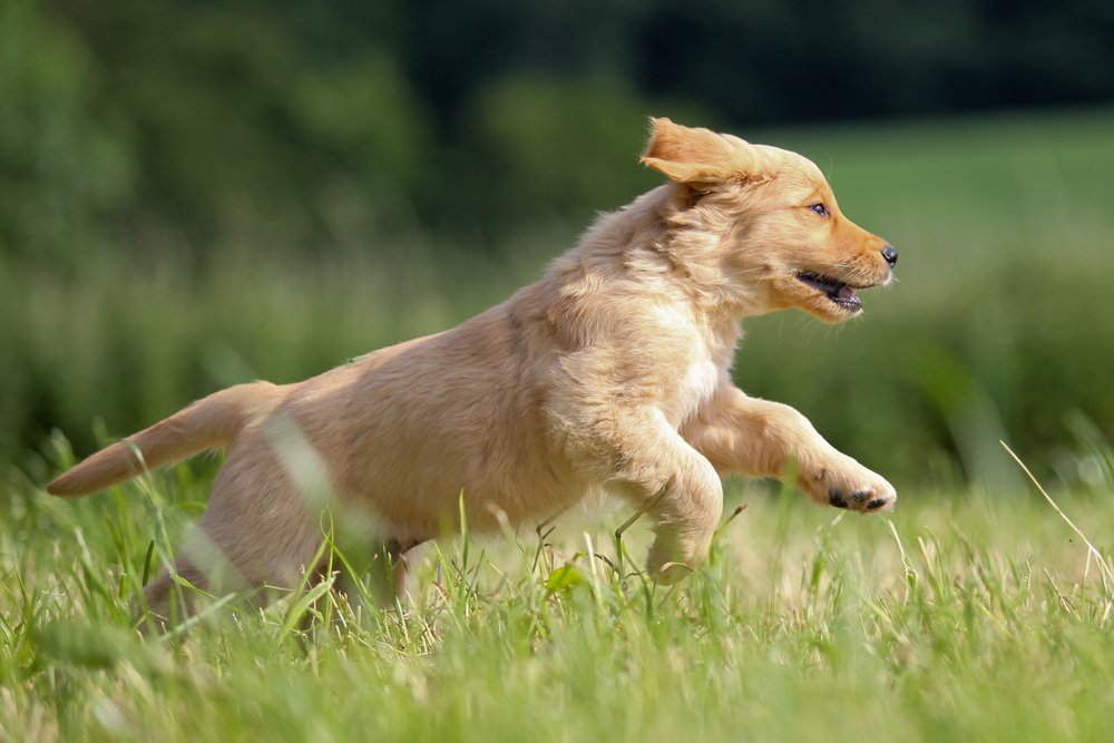 are golden retrievers active dogs