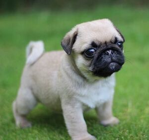 Real online baby pugs