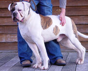 Johnson AmBulldog