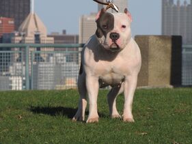 American Bully - Wikipedia