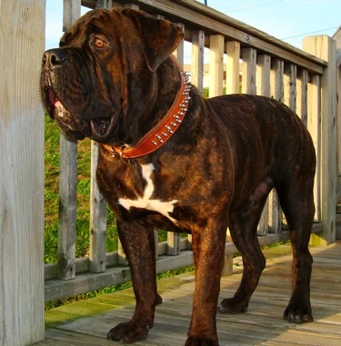 Discount bandog dog Cheap Sale