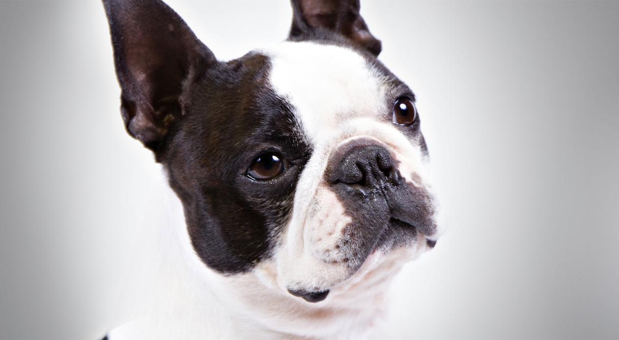 are boston terrier aggressive