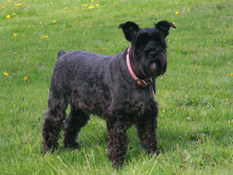 Black hot sale german schnauzer