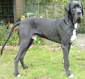 Great dane online protection dog