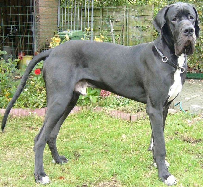 european blue great dane