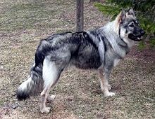 American Alsatian | Dog Wiki | Fandom