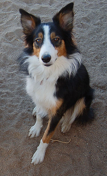 Border Collie - All About Dogs