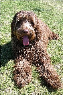 Portuguese Water Dog - Wikipedia