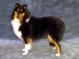 Rough Collie - Wikipedia