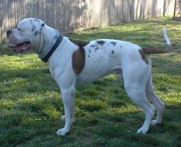 American discount hybrid bulldog