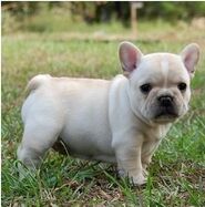 French-bulldog-02