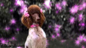 Princess Dog With A Blog Wiki Fandom