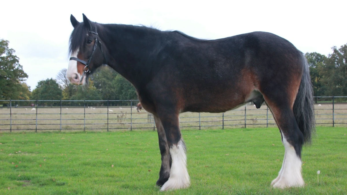 Horse boss Doll the movie Wiki Fandom