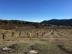 Sad hill.jpg