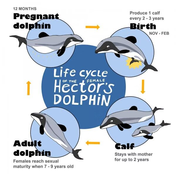 The life cycle of the female Hector’s dolphin | Dolphins Wiki | Fandom