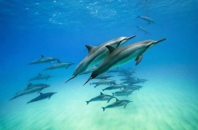 Dolphin Info | Dolphins Wiki | Fandom