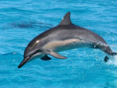 Spinner Dolphin | Dolphins Wiki | Fandom