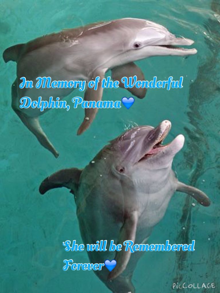 Dolphin Tale' star Winter dies at Clearwater Marine Aquarium