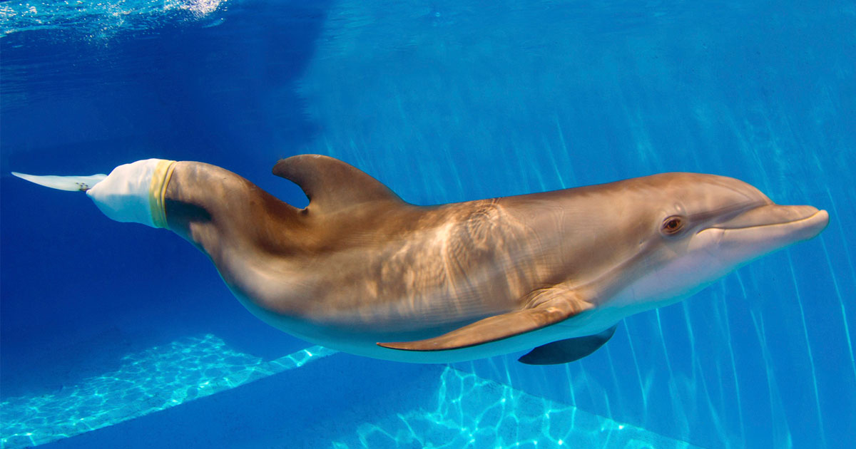 Winter the Dolphin