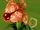 Man-Eating Marigold