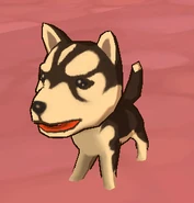 Husky