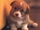 Cute Puppy.png