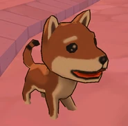 Shiba Dog