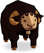 Black Sheep (Aeria only)