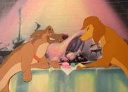 Tumblr m8nln3EVFr1r982tto1 500.jpg (63 KB)