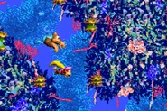 The Kongs surrounded by the alternate colored Lurchins.