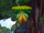 Venus Trap Platform